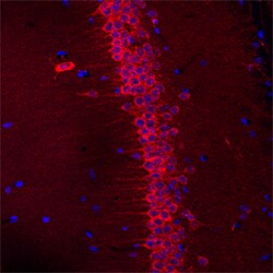 Mouse SEZ6L Antibody, R D Systems 25&mu;g; Unlabeled:Antibodies, Polyclonal