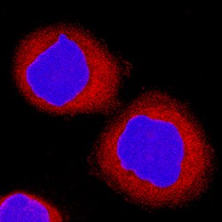 Human sFRP-1 Antibody, R D Systems 100 &mu;g | Buy Online | R&D Systems | Fisher Scientific