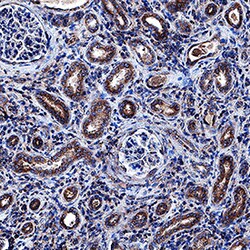 Human sFRP-1 Antibody, R D Systems 100 &mu;g | Buy Online | R&D Systems | Fisher Scientific