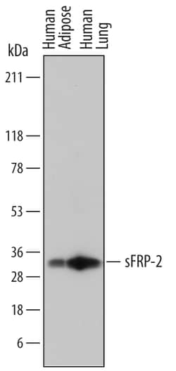 Human sFRP-2 Antibody, R D Systems 25&mu;g; Unlabeled:Antibodies, Monoclonal