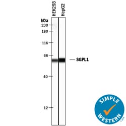 Human SGPL1 Antibody, R D Systems 100 &mu;g | Buy Online | R&D Systems | Fisher Scientific