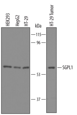 Human SGPL1 Antibody, R D Systems 100 &mu;g | Buy Online | R&D Systems | Fisher Scientific
