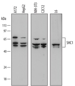 Human/Mouse/Rat SHC1 Antibody, R D Systems 25&mu;g; Unlabeled:Antibodies,