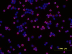 Human/Mouse/Rat SHIP Antibody, R D Systems 25&mu;g; Unlabeled:Antibodies,