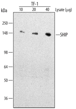 Human/Mouse/Rat SHIP Antibody, R D Systems 25&mu;g; Unlabeled:Antibodies,