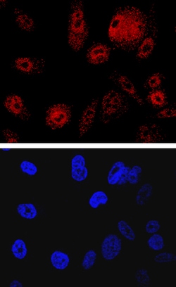 Human SHIP2 Antibody, R D Systems 25&mu;g; Unlabeled:Antibodies, Monoclonal