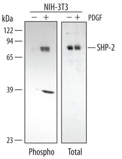 Human/Mouse Phospho-SHP-2 (Y542) Antibody, R D Systems 25&mu;g; Unlabeled:Antibodies,