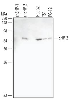 Human/Mouse/Rat SHP-2 Antibody, R D Systems 25&mu;g; Unlabeled:Antibodies,