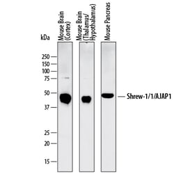 Mouse Shrew-1/AJAP1 Antibody, R D Systems 100&mu;g; Unlabeled:Antibodies,