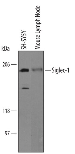 Human Siglec-1/CD169 Antibody, R D Systems 100&mu;g; Unlabeled:Antibodies,