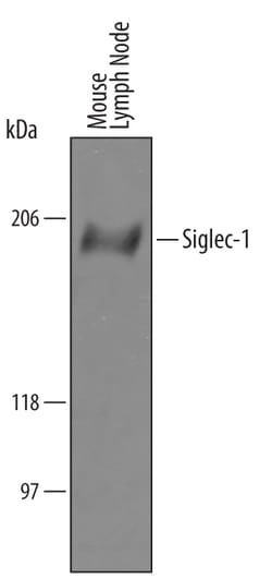 Mouse Siglec-1/CD169 Antibody, R D Systems 25&mu;g; Unlabeled:Antibodies,