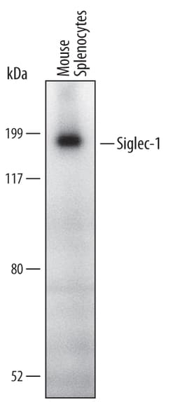 Mouse Siglec-1/CD169 Antibody, R D Systems 100ug; Unlabeled:Antibodies,