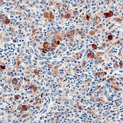 Human Siglec-11 Antibody, R D Systems 25&mu;g; Unlabeled:Antibodies, Monoclonal