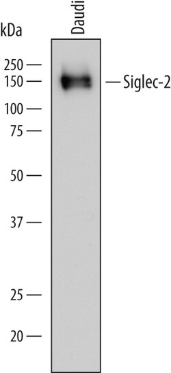 Human Siglec-2/CD22 Antibody, R D Systems 100ug; Unlabeled:Antibodies,