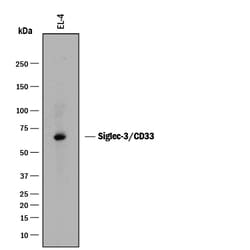 Mouse Siglec-3/CD33 Antibody, R D Systems 100 &mu;g | Buy Online | R&D Systems | Fisher Scientific
