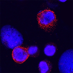 Human Siglec-9 Antibody, R D Systems 25&mu;g; Unlabeled:Antibodies, Polyclonal