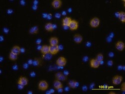 Human Siglec-9 Biotinylated Antibody, R D Systems 50&mu;g; Biotin:Antibodies,