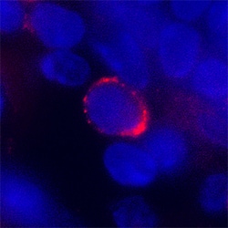 Mouse Siglec-E Antibody, R D Systems 100&mu;g; Unlabeled:Antibodies, Polyclonal