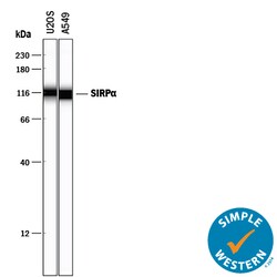 Human SIRP alpha/CD172a Antibody, R D Systems 100 &mu;g | Buy Online | R&D Systems | Fisher Scientific