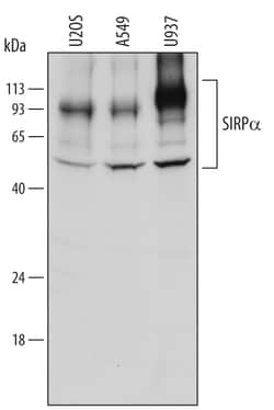 Human SIRP alpha/CD172a Antibody, R D Systems 100 &mu;g | Buy Online | R&D Systems | Fisher Scientific