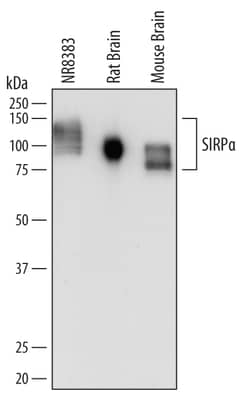 Mouse/Rat SIRP alpha/CD172a Antibody, R D Systems 25&mu;g; Unlabeled:Antibodies,