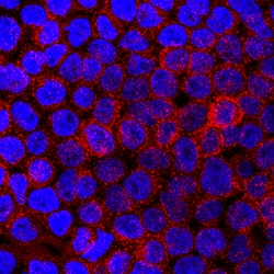 Human SIRP alpha/CD172a Antibody, R D Systems 100ug; Unlabeled:Antibodies,