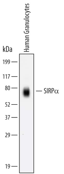 Human SIRP alpha/CD172a Antibody, R D Systems 100ug; Unlabeled:Antibodies,