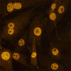 Human Sirtuin 1/SIRT1 Antibody, R D Systems 25&mu;g; Unlabeled:Antibodies,