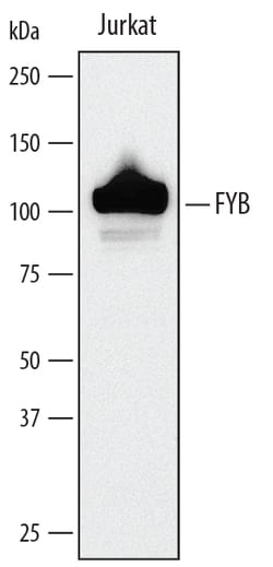 Human FYB/ADAP/SLAP130 Antibody, R D Systems 100&mu;g; Unlabeled:Antibodies,