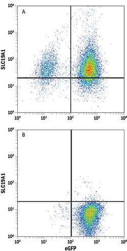Human Reduced Folate Carrier/SLC19A1 Antibody, R D Systems 100ug; Unlabeled:Antibodies,
