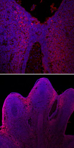 Mouse Slit2 Antibody, R D Systems 100&mu;g; Unlabeled:Antibodies, Polyclonal