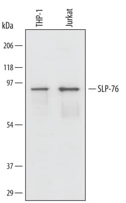 Human SLP-76/LCP2 Antibody, R D Systems 25&mu;g; Unlabeled:Antibodies,