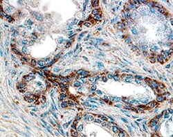 Human SMAC/Diablo Antibody, R D Systems 25&mu;g; Unlabeled:Antibodies,