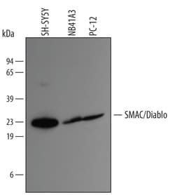Human SMAC/Diablo Antibody, R D Systems 25&mu;g; Unlabeled:Antibodies,