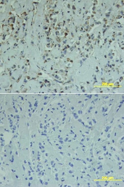 Human Smad1 Antibody, R D Systems 100&mu;g; Unlabeled:Antibodies, Polyclonal