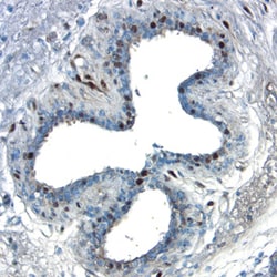 Human Smad1 Antibody, R D Systems 100&mu;g; Unlabeled:Antibodies, Polyclonal