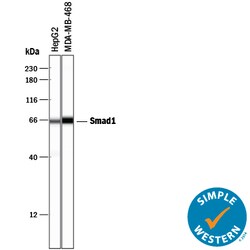 Human Smad1 Antibody, R D Systems 100&mu;g; Unlabeled:Antibodies, Polyclonal