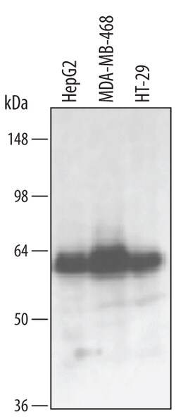 Human Smad1 Antibody, R D Systems 100&mu;g; Unlabeled:Antibodies, Polyclonal