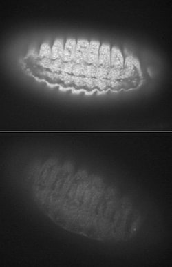 Drosophila Smad2 Antibody, R D Systems 100&mu;g; Unlabeled:Antibodies,