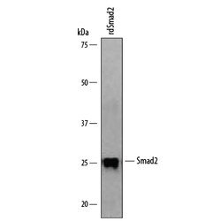 Drosophila Smad2 Antibody, R D Systems 100&mu;g; Unlabeled:Antibodies,