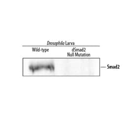 Drosophila Smad2 Antibody, R D Systems 100&mu;g; Unlabeled:Antibodies,