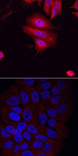 Human/Mouse Smad2/3 Antibody, R D Systems 100 &mu;g | Buy Online | R&D Systems | Fisher Scientific