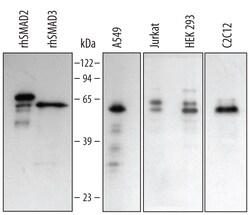 Human/Mouse Smad2/3 Antibody, R D Systems 100 &mu;g | Buy Online | R&D Systems | Fisher Scientific
