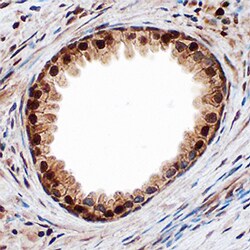 Human/Mouse Smad9 Antibody, R D Systems 25&mu;g; Unlabeled:Antibodies,