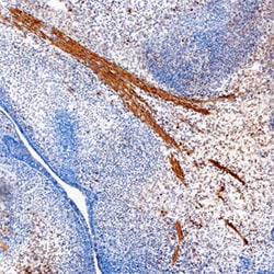 Human/Mouse Smad9 Antibody, R D Systems 25&mu;g; Unlabeled:Antibodies,