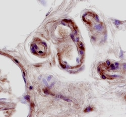 Human SMAGP Antibody, R D Systems 100&mu;g; Unlabeled:Antibodies, Polyclonal