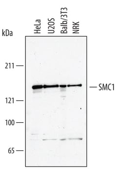 Human/Mouse/Rat SMC1 Antibody, R D Systems 100&mu;g; Unlabeled:Antibodies,