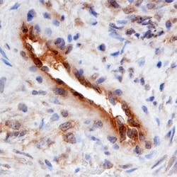 Human SMOC-2 Antibody, R D Systems 100ug; Unlabeled:Antibodies, Monoclonal