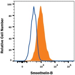 Human Smoothelin B Antibody, R D Systems 100&mu;g; Unlabeled:Antibodies,