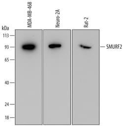 Human/Mouse/Rat SMURF2 Antibody, R D Systems 25&mu;g; Unlabeled:Antibodies,